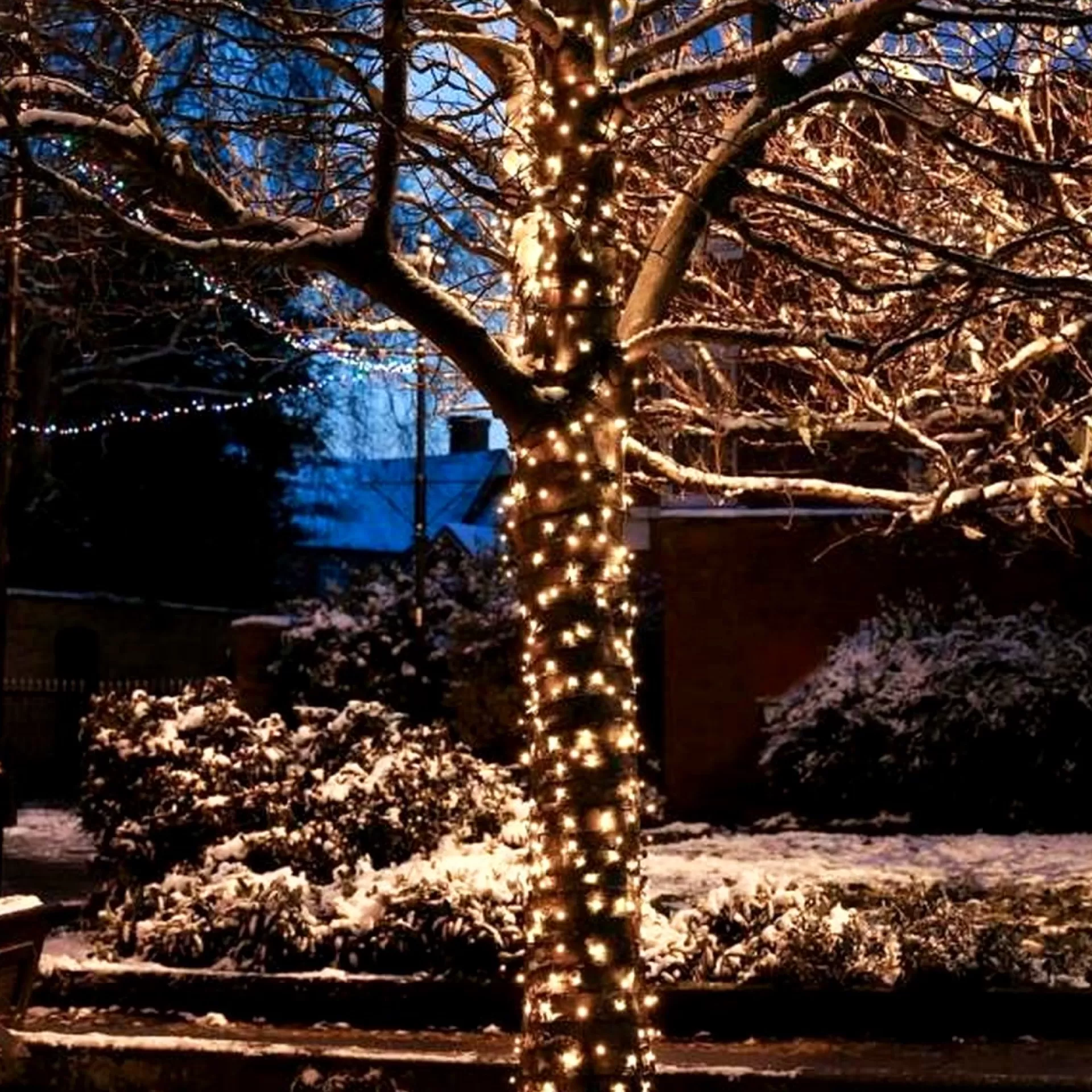 Solistech Kerstlichtsnoeren>Led Kerstverlichting Eter Koppelbaar - 50 Lichtpuntjes - Ip65 Waterdicht - Warm Wit 2700K - Hoogwaardige Rubberen Kabel - Energiezuinig 3W - Incl. Stekker 5 M