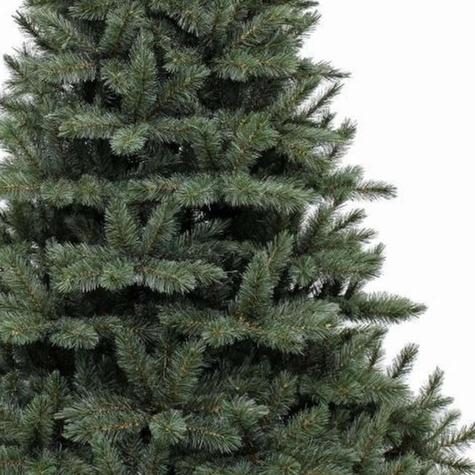Triumph Tree - Kerstboom Forest Frosted H185D130 Newgrowth Blue Tips 942 Best